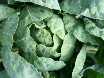 위염, 위궤양에 양배추가 도움 되나요?